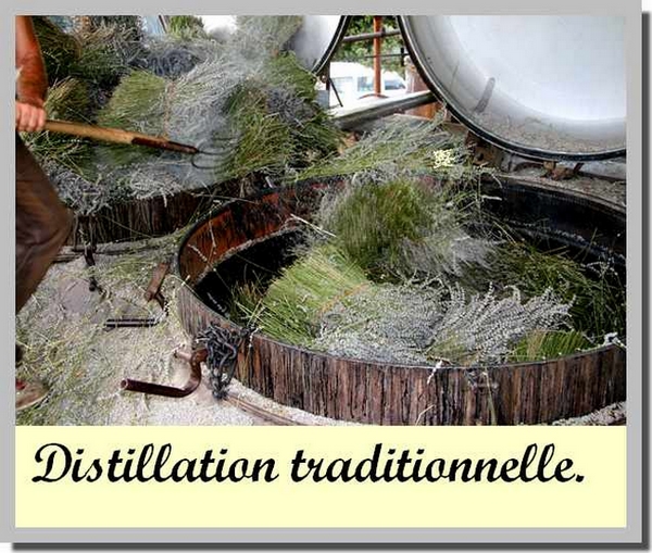 Distillation traditionnelle du lavandin grosso