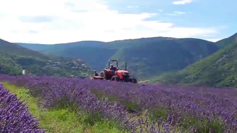 récolte du lavandin dans la Drôme Provençale